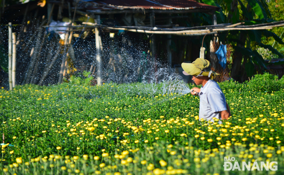 According to many farmers in the Duong Son Village, this year's pots of chrysanthemum are more beautiful than previous years’.