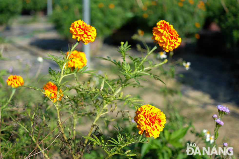 Beautiful colour of marigolds
