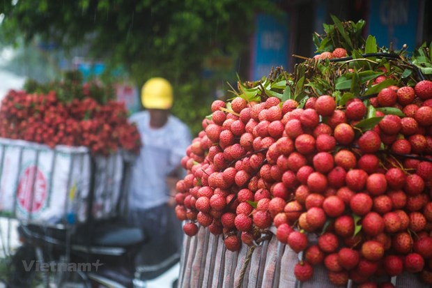 “Thieu” lychee is Vietnam’s fourth fresh fruit licensed to be exported to Japan after dragon fruit, mango and banana. (Photo: VNA)