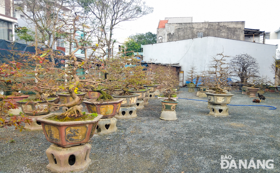 About 15 families in Hoa An Ward are growing different types of apricot trees for sale and lease. On average, each family owns between 200 and 500 pots of yellow apricot trees. In picture: The yellow apricot garden owned by Mr Nguyen Kim Chien on Hoang Tang Bi Street.