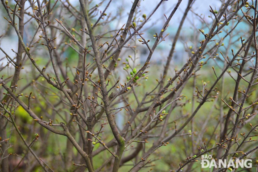 According to Mr Phan Dung, the owner of a yellow apricot garden on Hoa An 25 Street, farmers are making every effort to ensure apricot trees in full bloom at the right time at Tet because of erratic weather conditions.