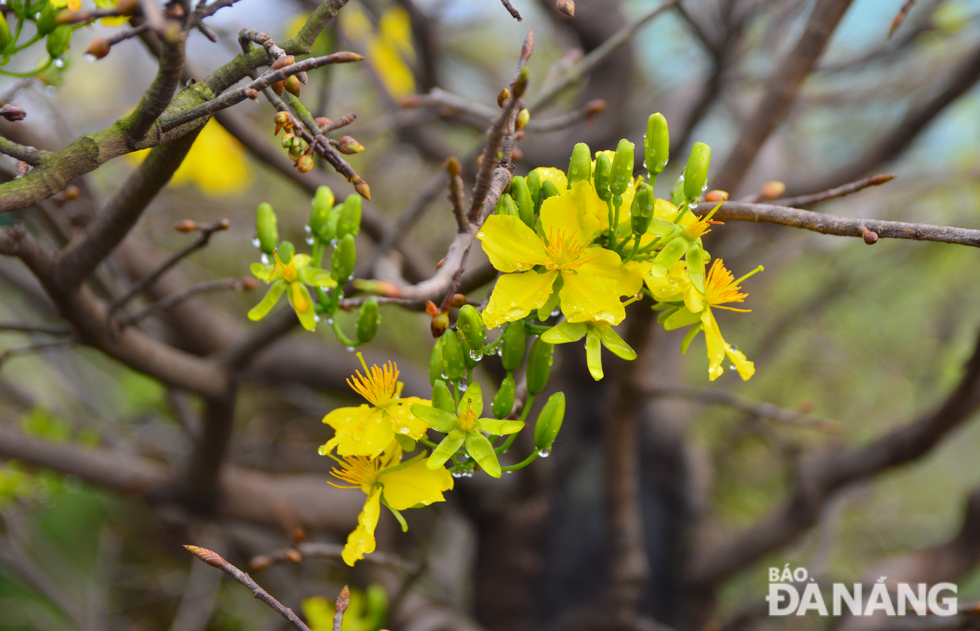 Due to the relatively warm weather conditions, many yellow apricot trees have already bloomed nearly 2 weeks ahead of Tet.