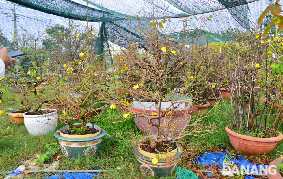 Pots of yellow apricot trees are under sun shade nets