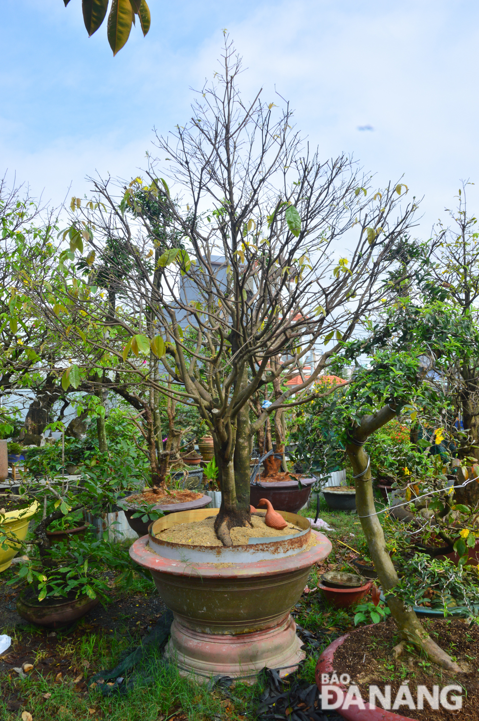 Most notable amongst the on-lease trees are apricot trees aged between 10 and 100.