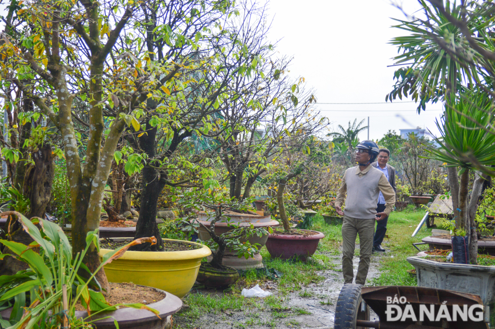 Growers in Hoa An Ward are expected to provide more than 2,500 yellow apricot trees for this year’s Tet markets