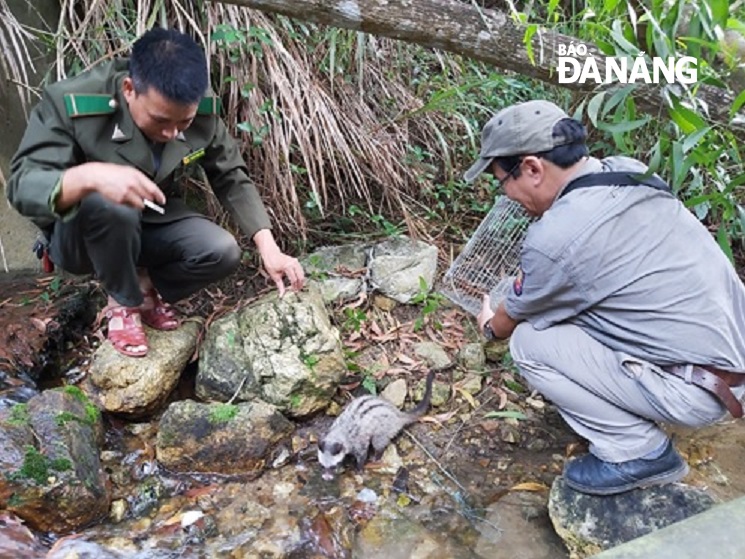 Forest rangers releasing two civets into the natural environment 