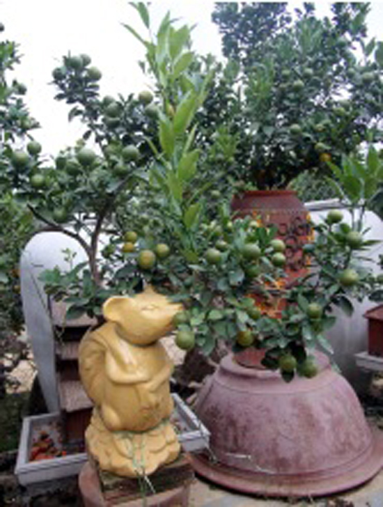 Tượng chuột vàng tăng giá trị bonsai cho vườn ở Tứ Liên.