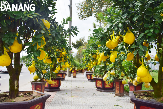 An ornamental grapefruit tree will be priced at between 2 million VND and dozens of millions of VND