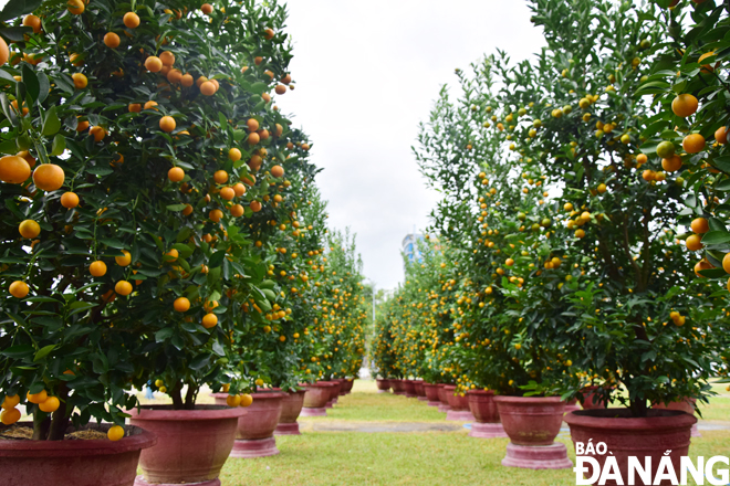 A large kumquat tree will be sold at the prices of between 2 and 6 million VND