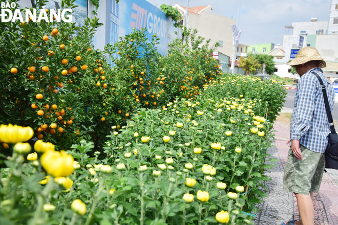 Daisies and kumquat trees are an indispensable part of Tet