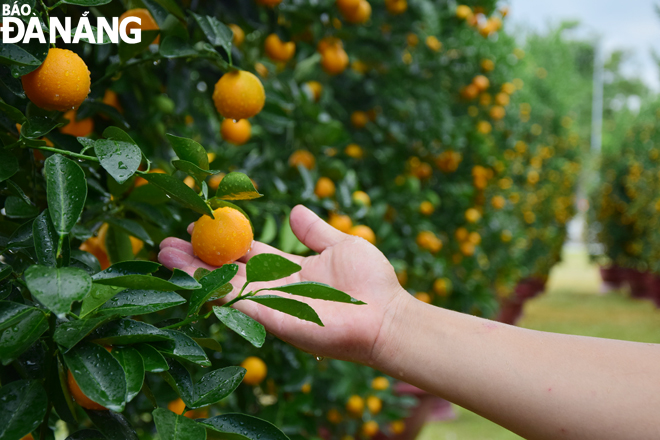 A large kumquat tree with many fruits