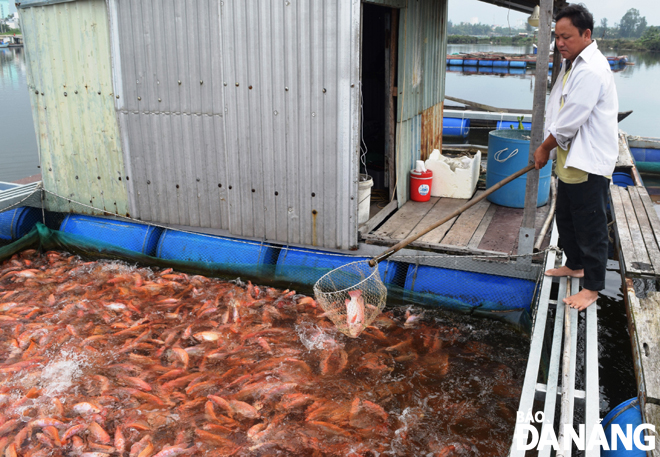 Từ nay đến Tết Nguyên đán 2020, sẽ có khoảng 1.000 tấn cá diêu hồng được xuất bán cung ứng cho thị trường.