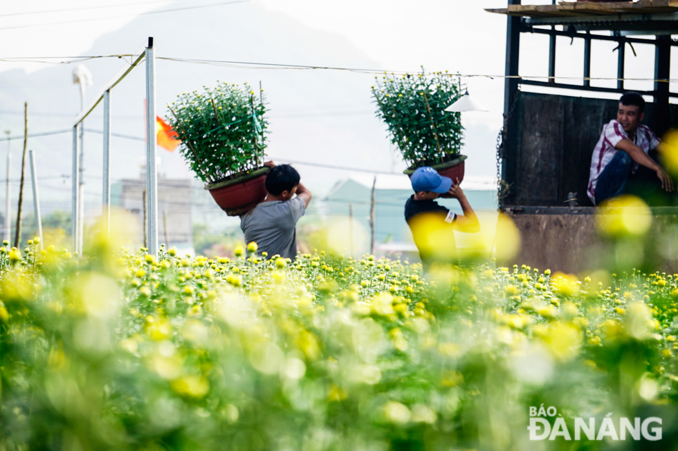 Flowers traders are buying products from the Van Duong Flowers and Ornamental Plants Cooperative. In addition to selling in Da Nang, these products will be then transported to the provinces of Quang Tri, Thua Thien Hue and Quang Nam.