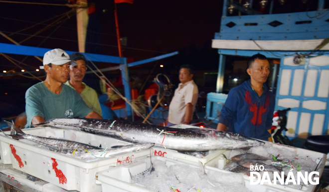 Ngư dân đánh bắt được nhiều cá trong những chuyến biển sát Tết.