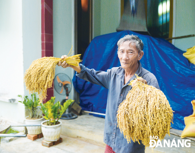 Lão nông Trần Phước Binh bên những bó nếp đắng đặc trưng ở Lộc Đại. 