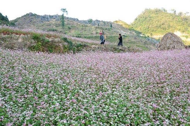 Buckwheat fields have turned Ha Giang province into a magnet for tourists (Photo: VNA)