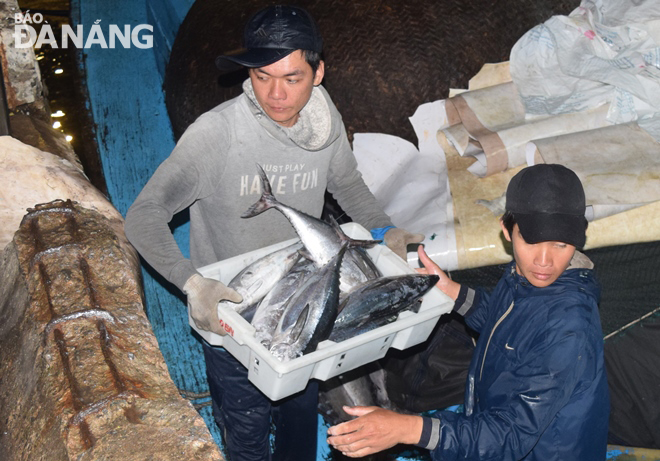 Fishermen were unloading tuna from their boat's deck