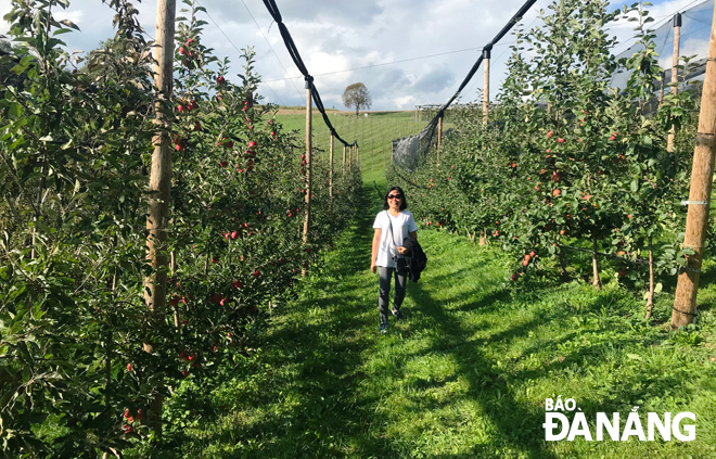 Một trang trại táo, cherry, mận của nông dân Sursee, Thụy Sĩ. 			   Ảnh: BÁ NGUYÊN