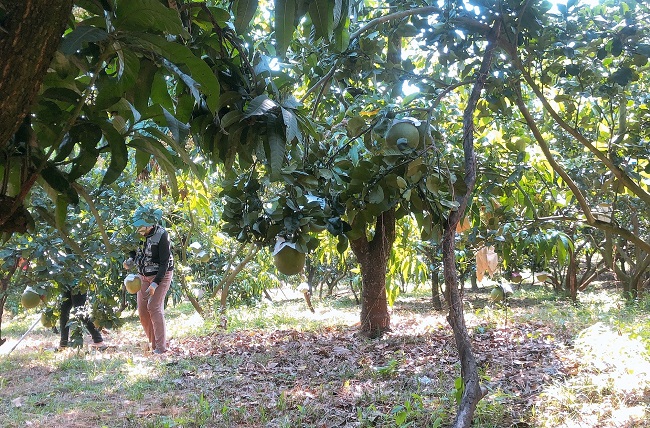 Sức mua cam sành, bưởi tăng cao nhưng các nhà vườn tại Đồng Nai chưa cắt bán vì chưa tới ngày thu hoạch. Ảnh: T.H 