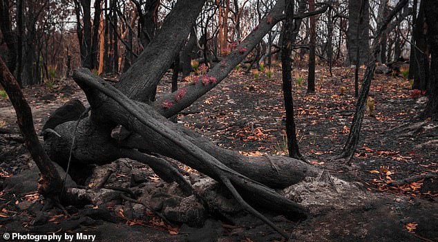 Cây cối nảy mầm tại Kulnura, New South Wales, sau đám cháy rừng. (Nguồn: BBC)