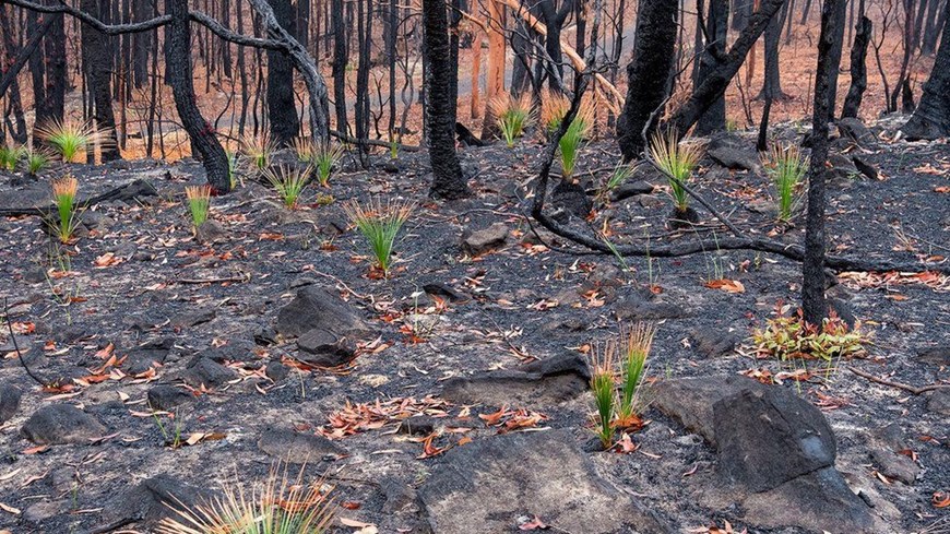 Cỏ mọc tại Kulnura, New South Wales, sau đám cháy rừng. (Nguồn: BBC)