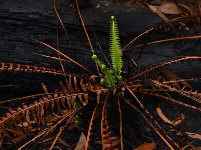 Thực vật mọc lá non tại rừng Blackheath. (Nguồn: Getty Images)
