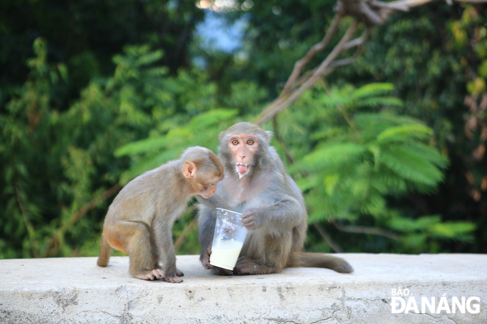 The Management Board of the Son Tra Peninsula and Da Nang Tourism Beaches has asked visitor arrivals not to feed monkeys to avoid changing their living habits. From searching for food in their natural habitat, some monkeys have switched to food meant for human, which is not really good for their digestive system.
