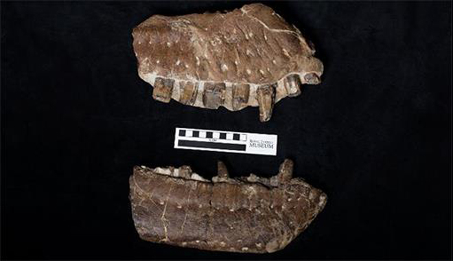 Các mảnh hóa thạch từ hộp sọ Tyrannizard bao gồm răng.
