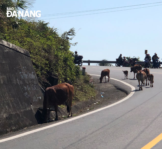 Bò chạy rông trên đèo Hải Vân sáng 13-2 gây mất an toàn cho người và phương tiện tham gia giao thông.    Ảnh: PHƯƠNG CHI 