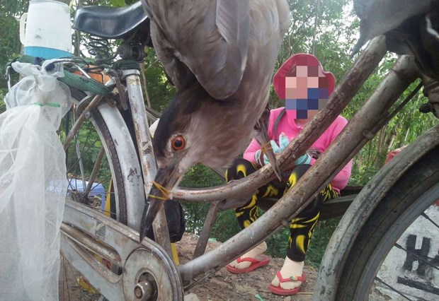 Chim, cò bị buộc thành chùm treo trên xe rao bán như chốn không người. (Ảnh: PV/Vietnam+)