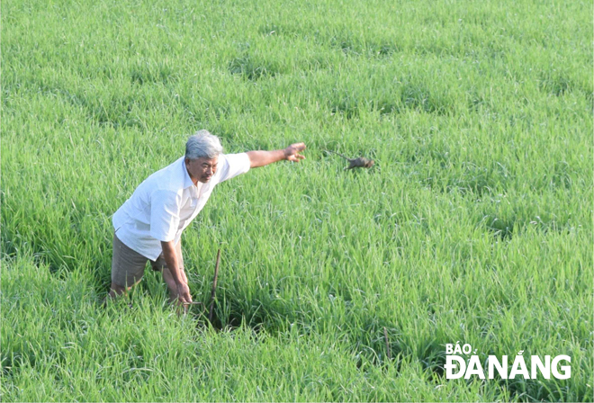 Một nông dân đặt bẫy bán nguyệt để diệt chuột trên thửa ruộng lúa bị chuột cắn phá xơ xác. Ảnh: H. HIỆP