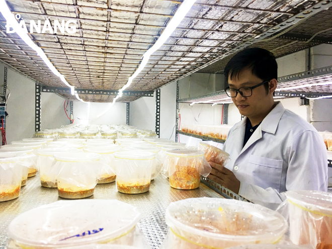 Dr Nguyen Thanh Trung checking the cultivation of Cordyceps roberti fungus