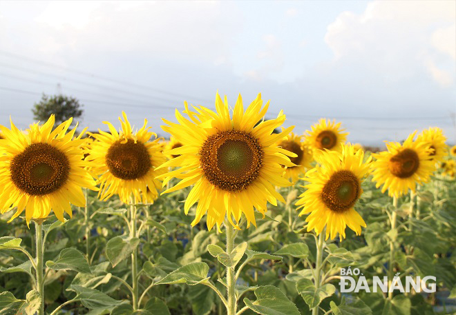 Sunflowers in full bloom