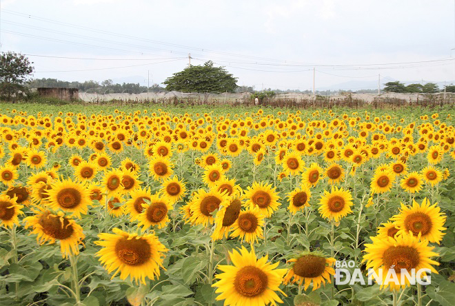 The beauty of bright yellow sunflower garden