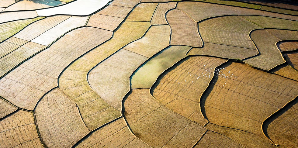 A rice paddy filed in the afternoon in Son Bao Commune, Son Ha District