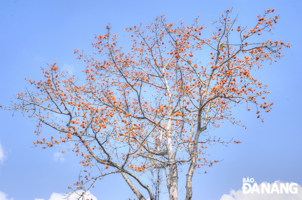 A rice flower tree is in full bloom