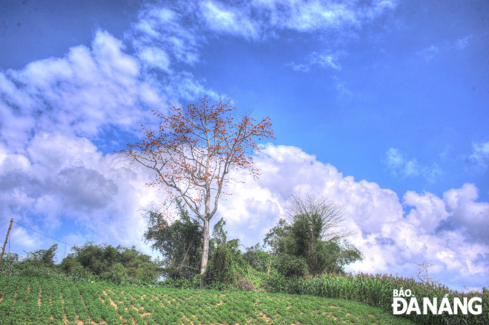 Rice flower trees grown along fields, and winding roads of countryside.