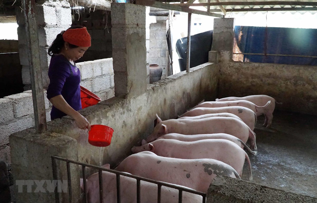 Giá thịt lợn hơi sẽ xuống 70.000 đồng mỗi kg kể từ ngày 1-4