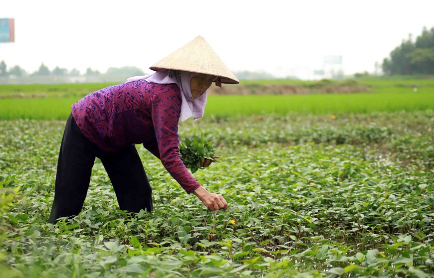 Bà Trần Thị Yên 62 tuổi thôn Ái Văn, công việc làm đồng vẫn được duy trì đều đặn. (Ảnh: Hoàng Hùng/TTXVN)