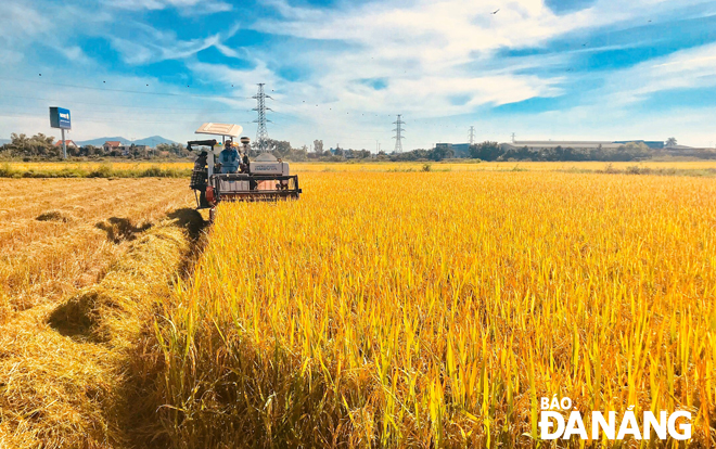 Nông nghiệp của xã Hòa Châu chuyển mạnh sang sản xuất chuyên canh theo hướng công nghệ cao. TRONG ẢNH: Thu hoạch lúa giống chất lượng cao của xã Hòa Châu. 		                    Ảnh: KIM NGỌC