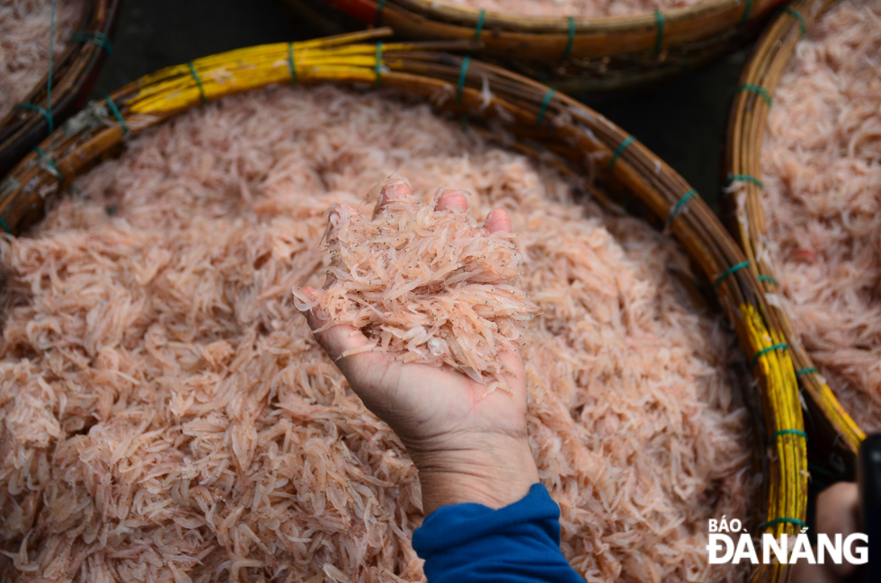 The tiny shrimp catching season starts from the 10th to late 3rd lunar months. However, local fishermen begin to enjoy bumper catches of tiny shrimps after Tet holiday.