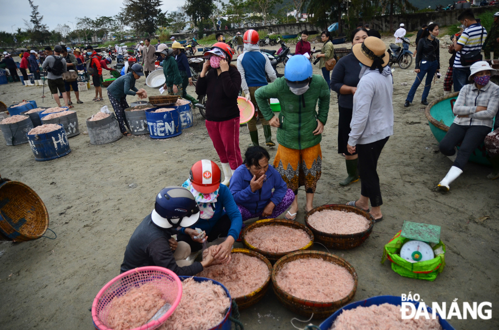 Freshly-caught tiny shrimps are sold on beach at the prices of between 40,000 and 50,000 VND per kilo, whilst the prices of tiny shrimps, which were caught from the previous afternoon, range from 15,000-20,000 VND per kilo.