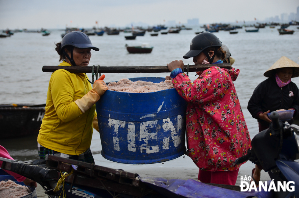 Local fishermen are kept busy carrying baskets of the tiny shrimps from the fishing boats to the shore. 