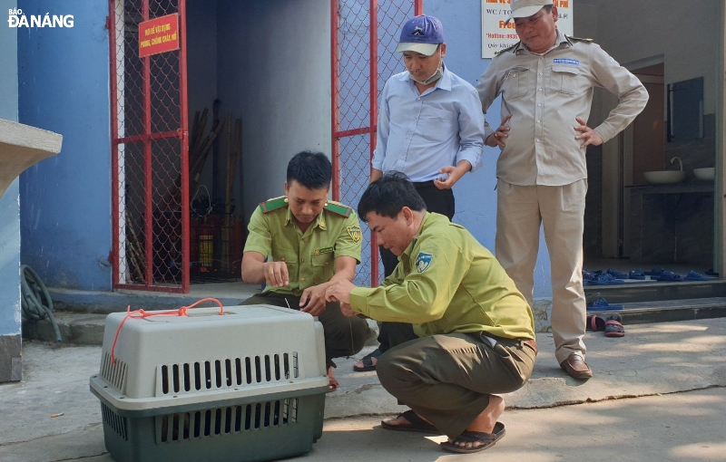 The pig-tailed macaque was handed over to the Son Tra-Ngu Hanh Son Forest Ranger Division