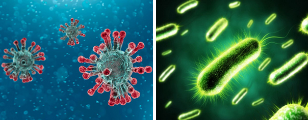 Hình ảnh SARS-CoV-2 gây nên Covid-19 (ảnh trái) và vi khuẩn E.coli gây nên bệnh tiêu chảy. Nguồn: Internet