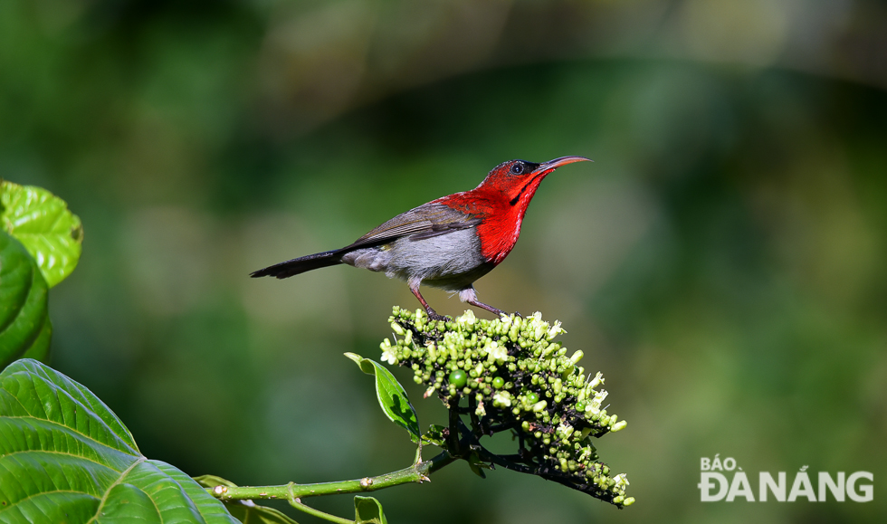 Sunbirds have long thin down-curved bills and brush-tipped tubular tongues, both adaptations to their nectar and insect feeding.