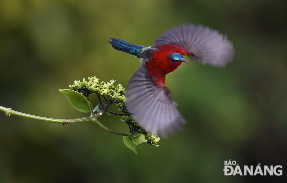 Crimson sunbirds fly very fast thanks to their short wings 