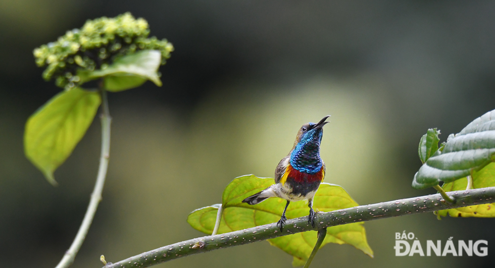 Olive-backed Sunbird