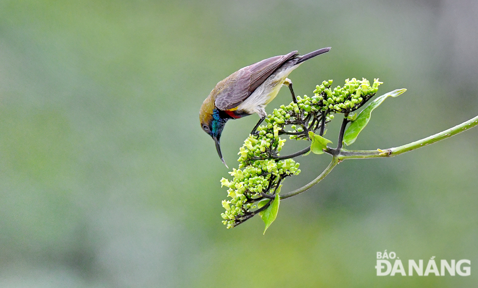  ‘Vong Cach’ flowers with the scientific name of Premna serratifolia are very attractive to sunbirds because of their mild fragrance, elegant colours, and honey.