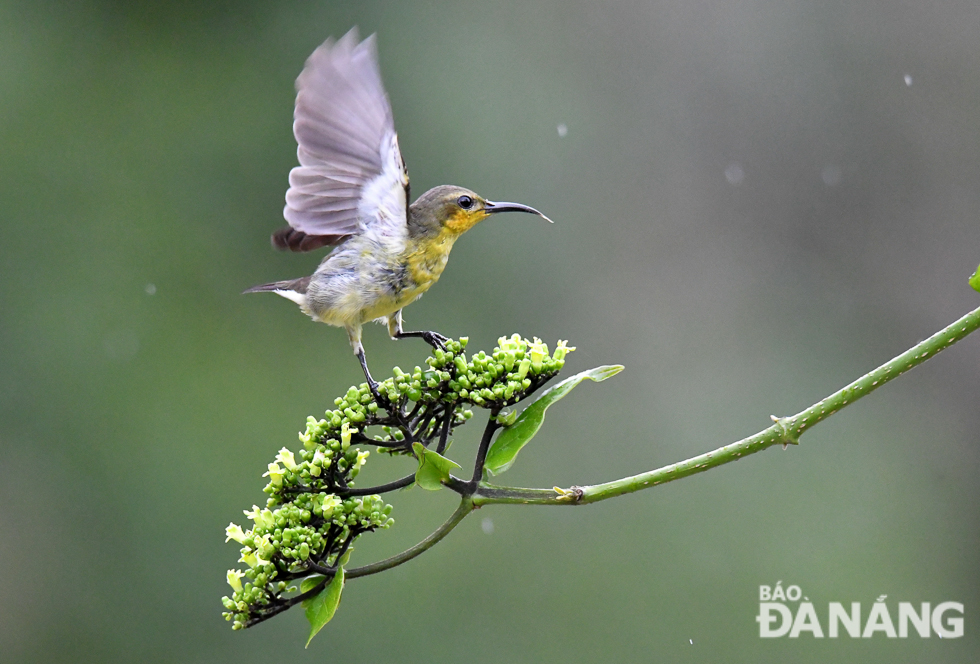 A female olive-backed sunbird